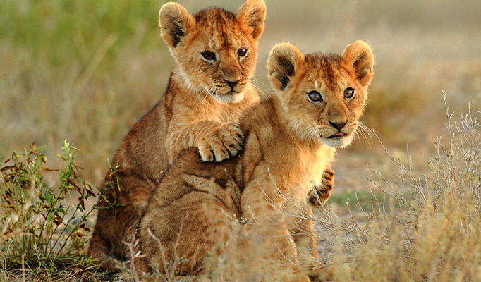 Lion cubs in the Serengeti National Park in Tanzania