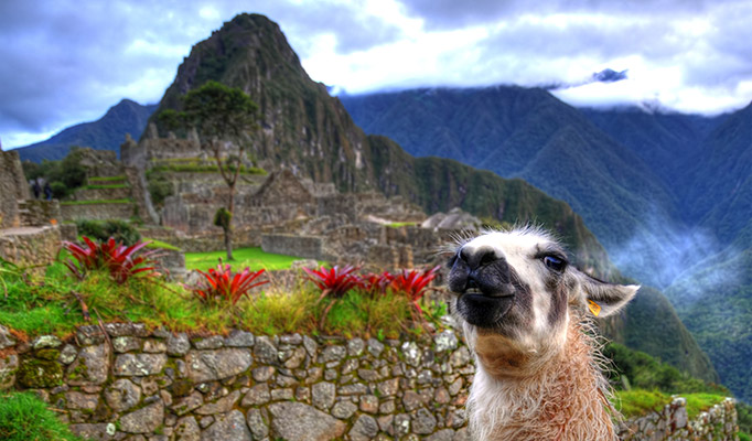 Llama posing in front of Machu Picchu in Peru, it's one of the best places to go in July