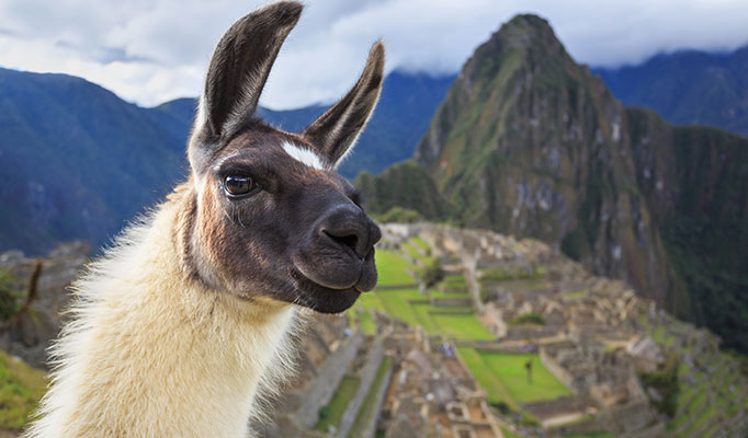 Llama in front of Machu Picchu, it's one of the best places to travel in May
