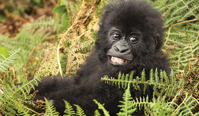 Gorilla in a forest in Rwanda