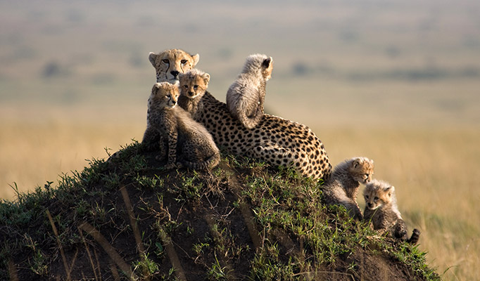 Wildlife spotting in Kenya is one of the best things to do in July