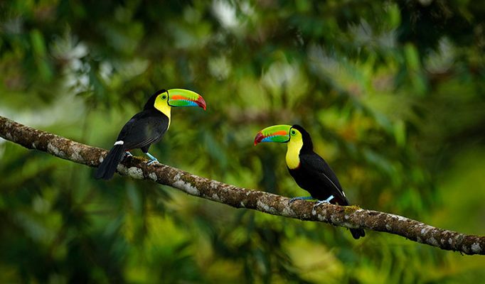Image of toucans in trees in Costa Rica
