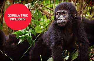 mountain gorilla, uganda, africa, wildlife, safari, gorilla trek
