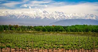 Image showing the vineyards of Mendoza in Argentina