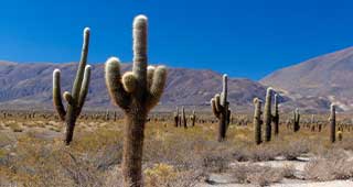 Northern Argentina Tailor-made Tour Discover Northern Argentina with Tucan Travel