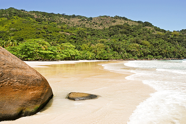 green vegetation on a pristine beach in Brazil