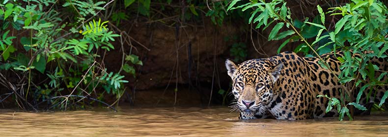 leopard drinking at river in pantanal wetlands brazil