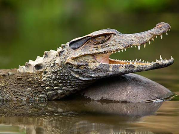 spotting caiman in amazon rainforest pantanal wildlife in brazil