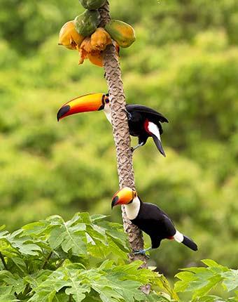 Brazil Travel Advice tucans and wildlife in brazil in the amazon jungle