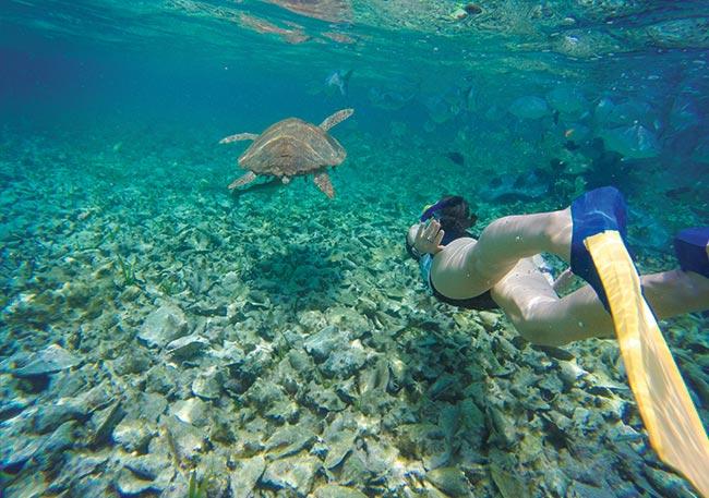 Swimming with turtles in Caye Caulker, Belize