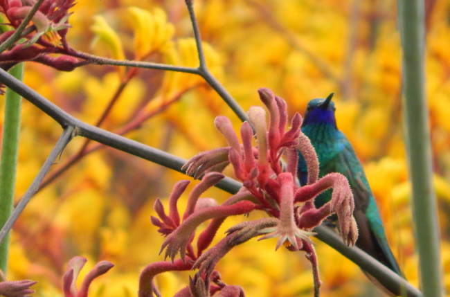 Discover all kinds of wildlife in Bogota's peaceful botanical gardens