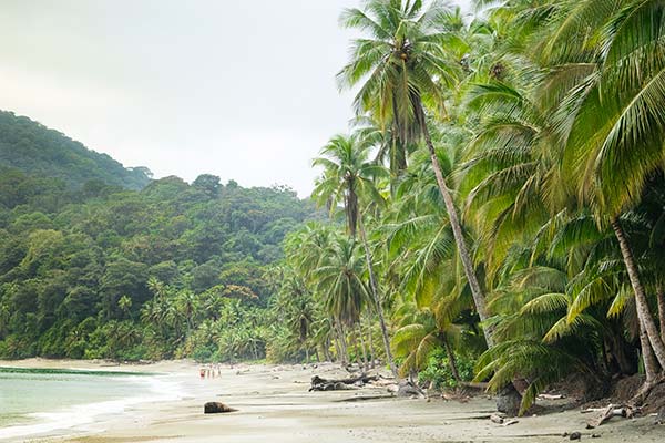 paradise white sand ebach with dense vegetation in best national park in colombia on isla gorgona