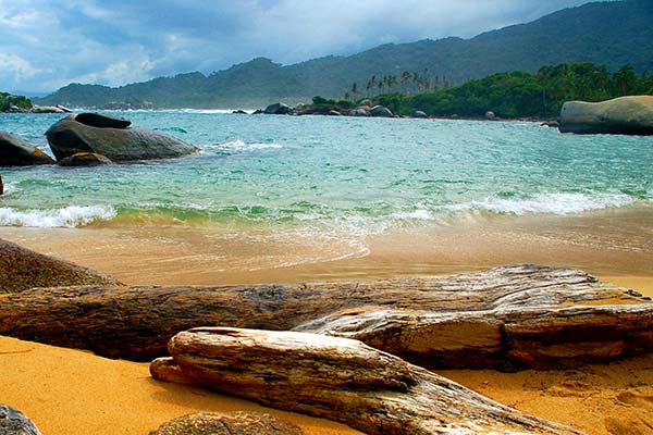driftwood on paradise beach in colombia in tayrona national park