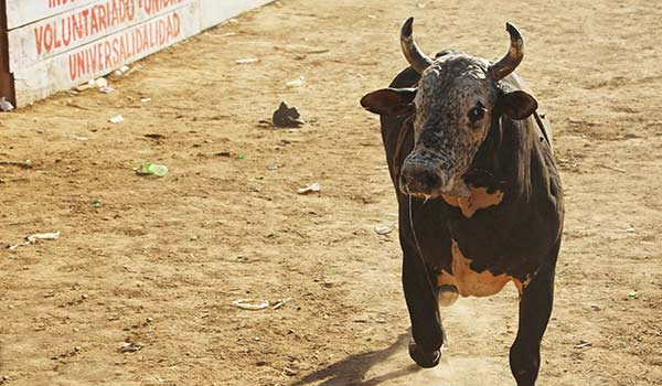 A bull in a bullfighting ring in Costa Rica for the Fiestas Patronales Trinidad de Moravia festival