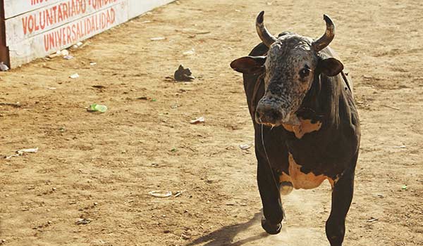 Fiestas Patronales Trinidad de Moravia Festival in Costa Rica A bull in a bullfighting ring in Costa Rica for the Fiestas Patronales Trinidad de Moravia festival