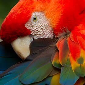 Parrot in Costa Rica jungle Red colourful parrot in the rainforest in Costa Rica