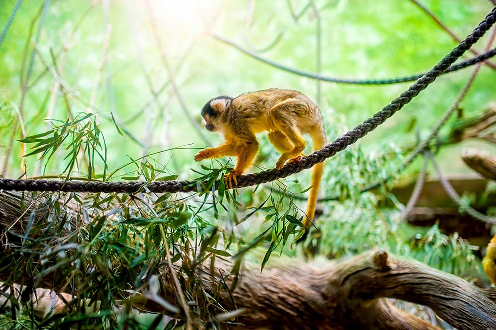Monkey in a tree in the jungle in Costa Rica, Central America