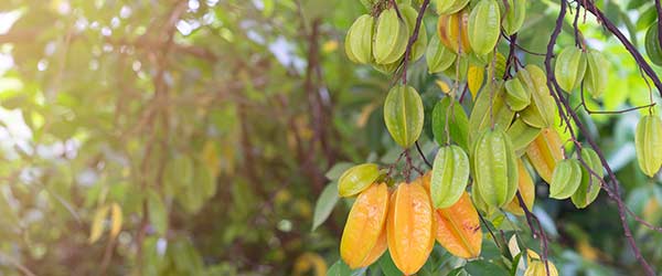 Star fruit in Costa Rica what to eat in costa rica fresh starfruit growing on the trees