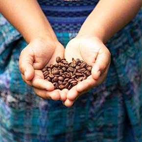 Coffee beans in Costa Rica hands holding coffee beans in costa rica, food in costa rica