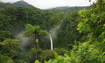 Rainforest in Costa Rica Rainforest in Costa Rica