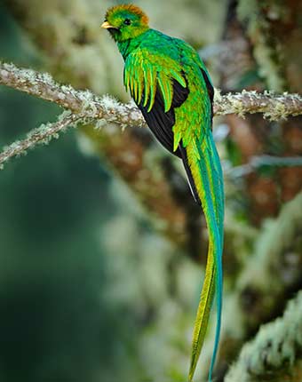 The Resplendent Quetzal exotic bird in Costa Rica National Park