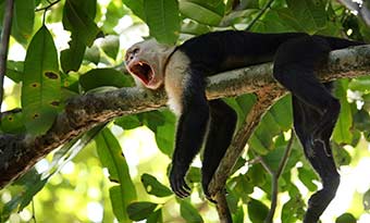 Monkeys in Costa Rica National Park Monkey hanging in a green tree in the jungle in a National Park of Costa Rica