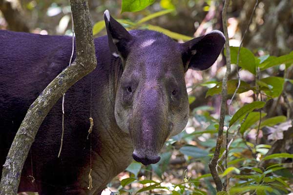 Tapir in the forest in Corcovado National Park in Costa Rica