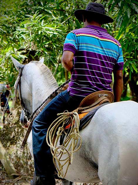 Horse riding in Costa Rica Man riding a horse in traditional Costa Rican style in Costa Rica