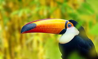 Toucan in the trees in Costa Rica Toucan in the trees in the forest in Costa Rica