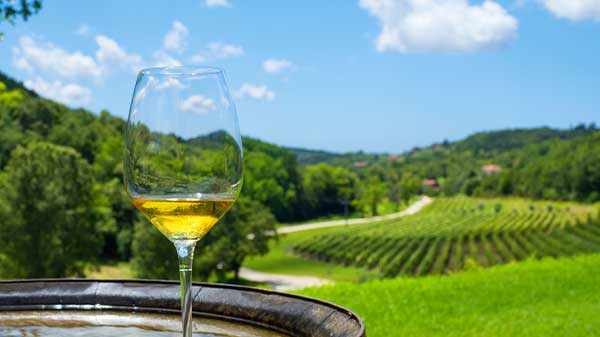 an image of a wine glass with white wine, with a typical Croatian vineyard in the background