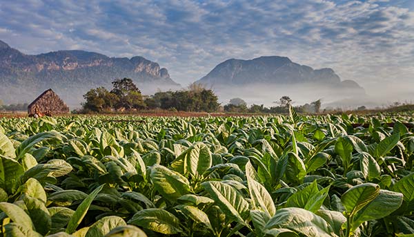 Tobacco plantations in Cuba green plants trees mountains and hills in the tobacco plantations of cuba