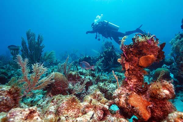 Best time to go scuba diving in Cuba diver scuba diving in cuba surrounded by colourful coral