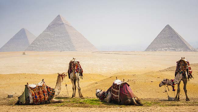 a group of camels waiting for a camel trek pyramids of egypt in the background in the desert