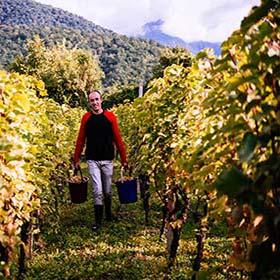 a man harvesting grapes in the Kakheti wine region in Georgia Europe