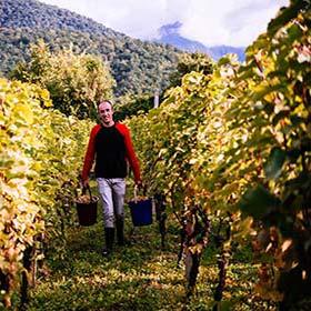 Kakheti Wine Region, Georgia Europe a man harvesting grapes in the Kakheti wine region in Georgia Europe