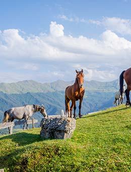 Tushetoba in Tusheti National Park, Georgia group of horses standing on a hill in the beautiful mountains of Georgia