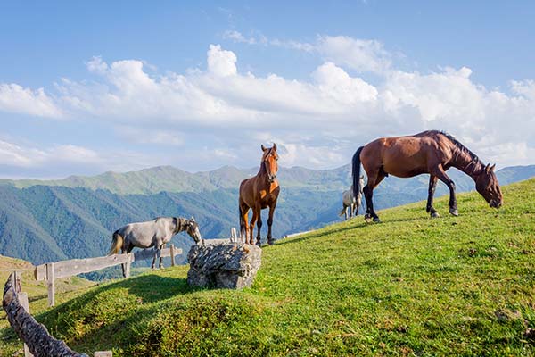 three horses grazing on a green hill in tusheti national park in georgia