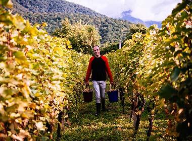 Kakheti, Georgia maan carrying grapes in a vineyard in kakheti making georgian wine
