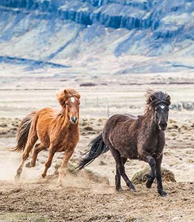 Icelandic horses, Iceland icelandic horses galloping in iceland with glacier at national park