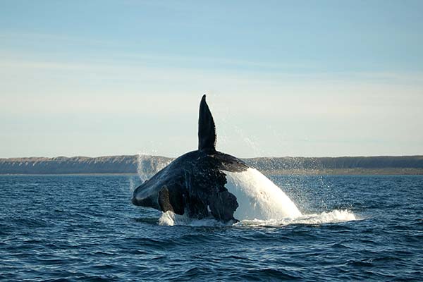 Whale watching in Iceland orca killer whale jumping out of the sea doing a flip with fin in the air on a group tour of iceland