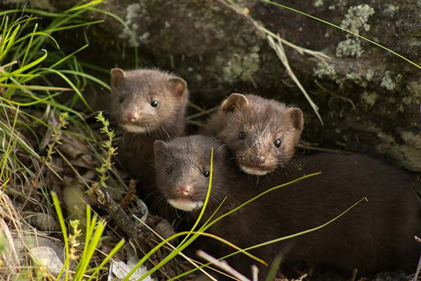 Family of wild mink in Iceland curious family of mink hiding in the grass in the national parks of Iceland
