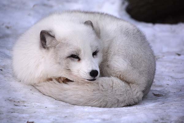 Arctic Fox in Iceland white arctic fox curled up in the snow on a holiday in iceland