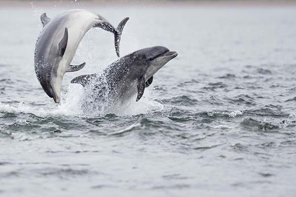 Dolphins in Iceland dolphins jumping out of the sea flipping on a trip to iceland