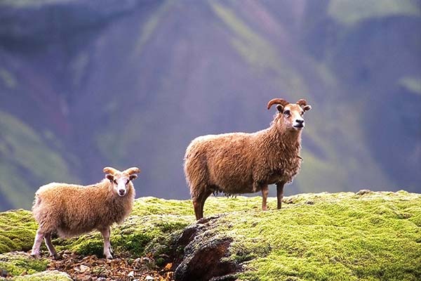 Wildlife in Iceland - Icelandic Sheep two sheep on a hill in a national park in iceland icelandic sheep