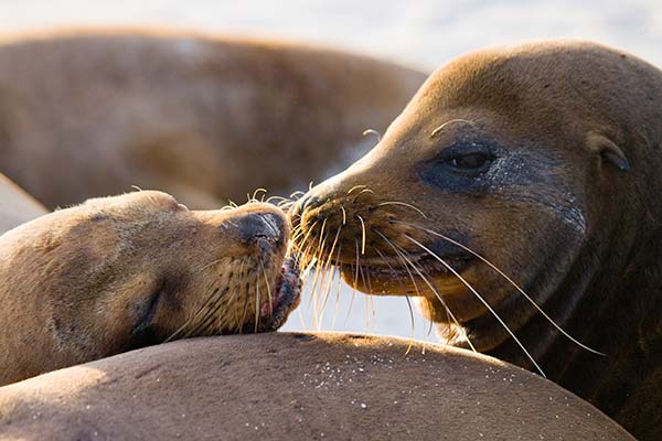 Spotting seals on Iceland holidays seals touching noses on a tour of iceland
