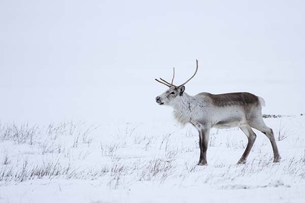 Wildlife in Iceland - Reindeer Wild reindeer in Iceland with large antlers in the snow in national parks of iceland