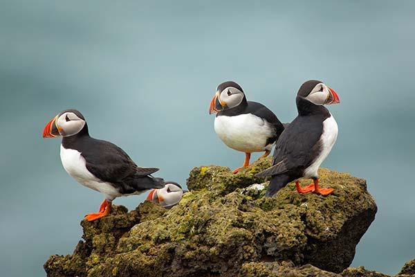 Wildlife in Iceland - Puffins} group of puffins birds perched on a rock on a tour to iceland