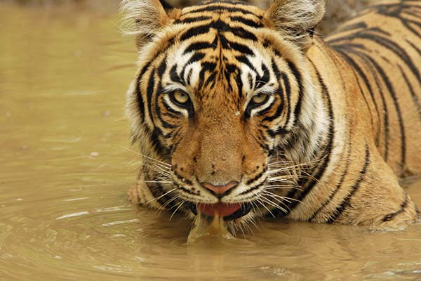 bengal tiger in the lake drinking water in ranthambore national park in india