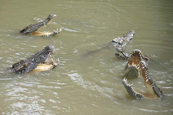 group of crocodiles in a lake with their mouths open in sariska national park in india