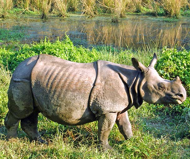 one horned rhino in the grass next to a swamp lake in kaziranga national park in india